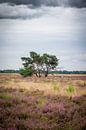 Einsamer Baum von Fotografie Marco Houben Miniaturansicht