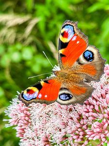Tagpfauenauge (Inachis io)