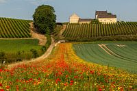 No Tuscany but just South Limburg