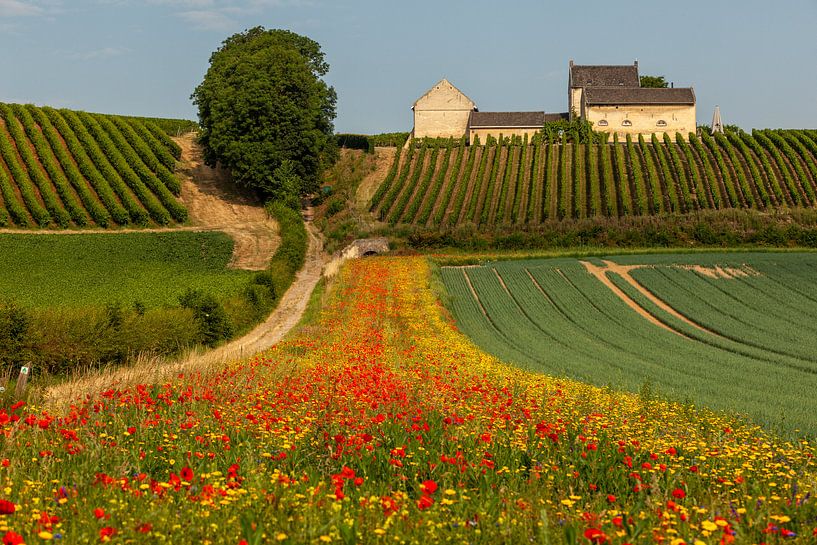 Geen Toscane maar gewoon Zuid-Limburg van John Kreukniet