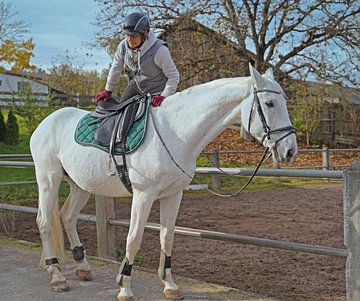 Training mit dem weißen Pferd auf einem Reitplatz im Herbst
