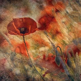 Coquelicots sur Jan van der Linden