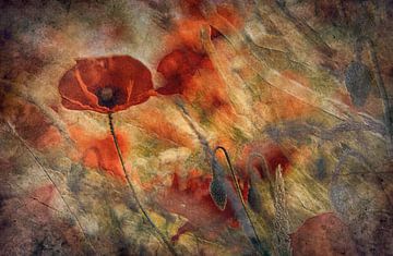 Coquelicots sur Jan van der Linden