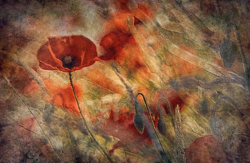 Poppies