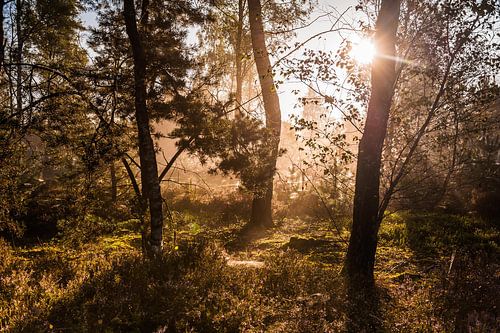 Zonnestralen in het bos