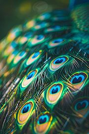Peacock feathers