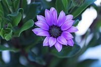 Osteospermum