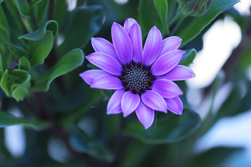 Osteospermum by Arjo van Timmeren