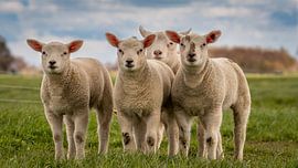 Lämmer von Richard van der Zwan