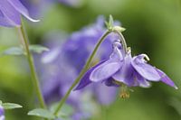 Columbine (Aquilegia)
