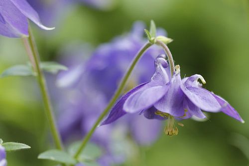 Akelei (Aquilegia)