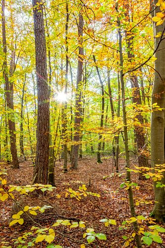 Bunter Herbstwald von Achim Prill