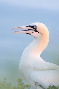 Gannet à la lumière du matin. sur Francis Dost