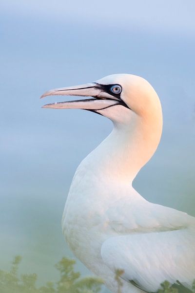 Gannet à la lumière du matin. par Francis Dost