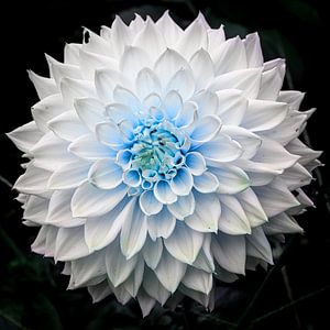 Weiße Dahlien in voller Blüte