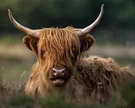 Scottish highlander portrait by Roy Kreeftenberg
