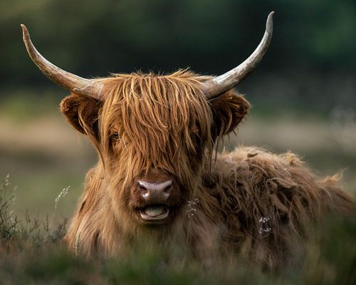 Schotse hooglander portret