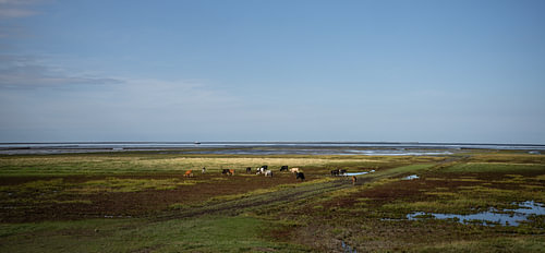 Weidende Kühe in den Salzwiesen von Westernieland, Groningen