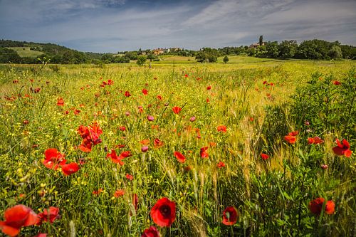 Veld met klaprozen in Italie