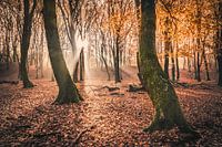 Speulderbos [Herfstochtend]