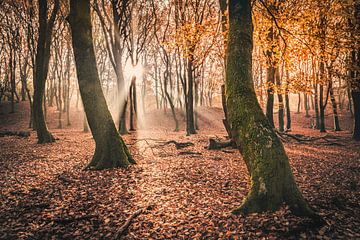 Speulderwald [Herbst Morgen] von rosstek ®