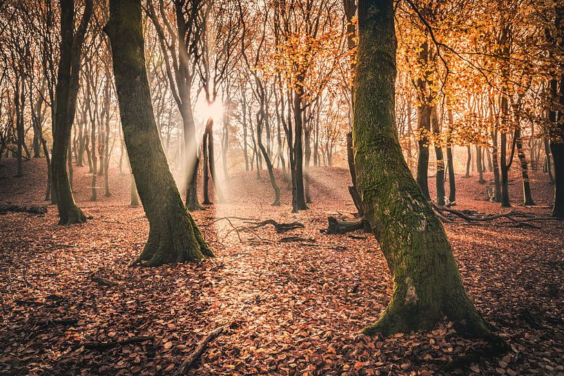 Speulderwald [Herbst Morgen] von rosstek ®