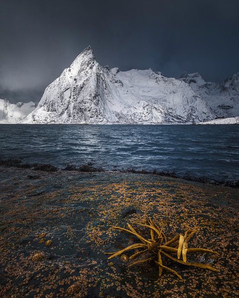 Fjord Lofoten van Peter Poppe