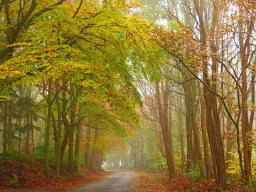 Out of the avenue... (Forest trail in autumn) by Caroline Lichthart