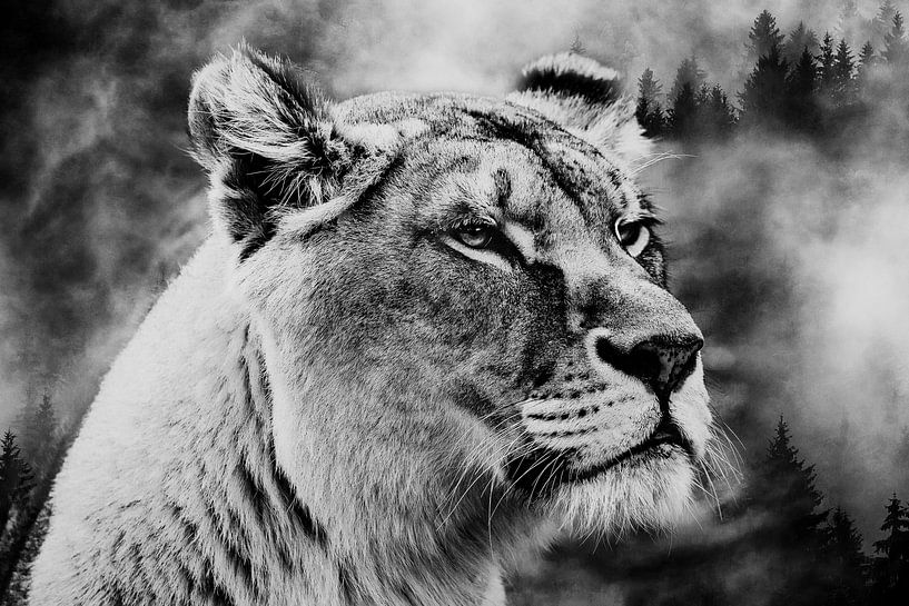 Lion Forest by Mateo
