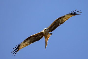 Red kite in flight