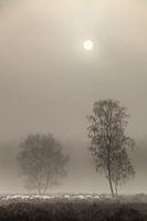 sheep in the fog