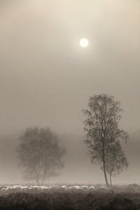 sheep in the fog by t.a.m. postma