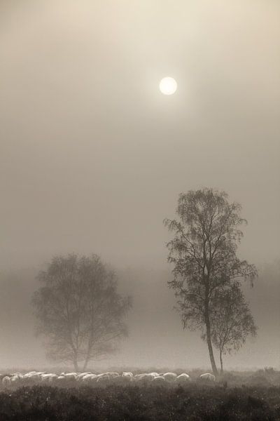 sheep in the fog by t.a.m. postma