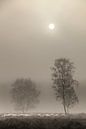 sheep in the fog by t.a.m. postma thumbnail