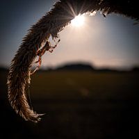 Spider with sunset