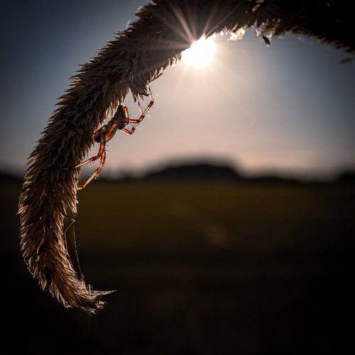 Araignée avec coucher de soleil