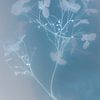 Blaue Hortensie | Unterwasserblumen | Bildende Kunst von Nanda Bussers