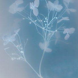 Blaue Hortensie | Unterwasserblumen | Bildende Kunst von Nanda Bussers