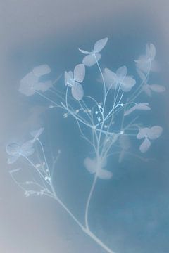 Blaue Hortensie | Unterwasserblumen | Bildende Kunst