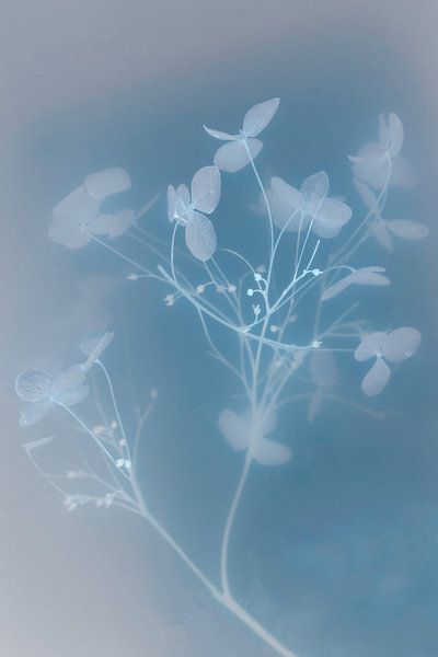 Hortensia bleu | Fleurs sous-marines | Fine Art par Nanda Bussers
