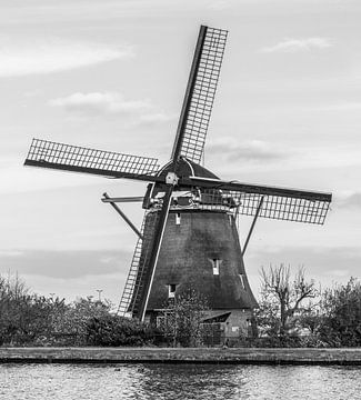 Mill the Swan by Ivo de Rooij
