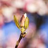 Magnolinenknospe von Danny Tchi Photography