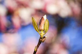 Magnolinenknospe von Danny Tchi Photography