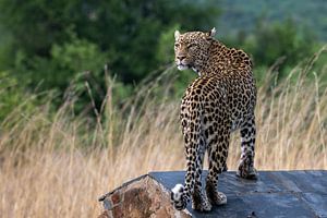 Leopard in Pilanusberg Südafrika