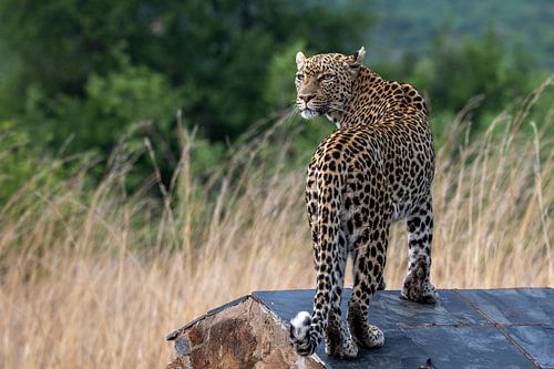 Léopard à Pilanusberg Afrique du Sud
