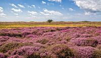 Heide in bloei in de duinen op Texel / Heather in bloom on Texel. von Justin Sinner Pictures ( Fotograaf op Texel) Miniaturansicht