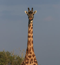 The majestic giraffe by Bärbel Severens