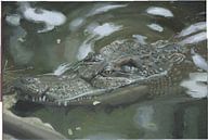 Krokodil . Schilderij door Toon Nagtegaal van Toon Nagtegaal thumbnail
