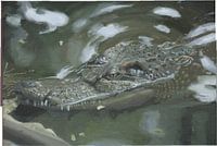 Krokodil Gemälde