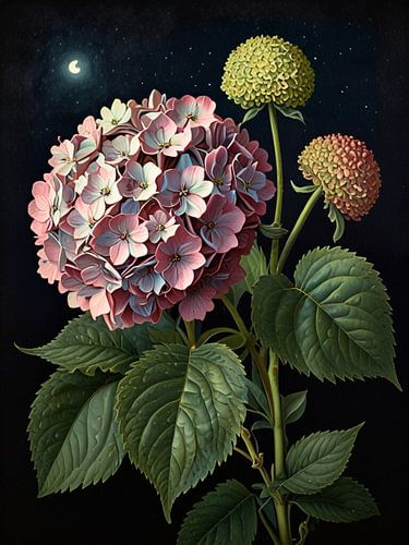 Hortensia bloeit 's nachts